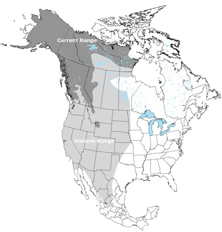Figure 1. Grizzly bear range in North America