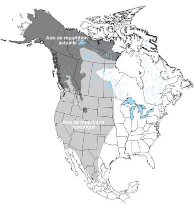 Figure 1. Aire de répartition de l’ours grizzli en Amérique du Nord 
